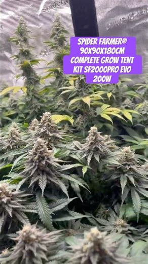Spider Farmer® 90X90X180cm Complete Grow Tent Kit SF2000PRO EVO 200W #crazybud #420 #growled