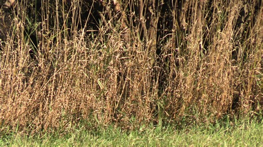 Such incredible colors on the rooster Pheasant 😎 | ND Wildlife and Landscapes