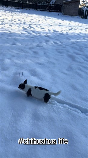 Snow dog ❄️🐾🐶