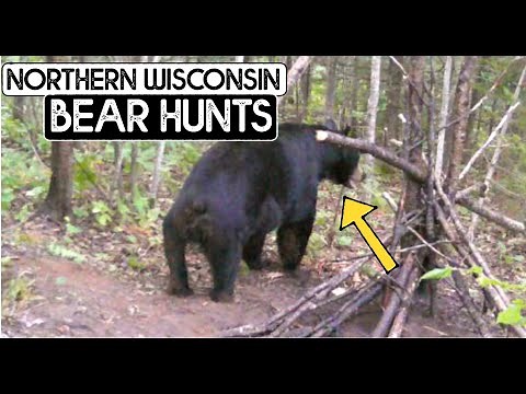 NORTHERN WISCONSIN BEAR HUNTS