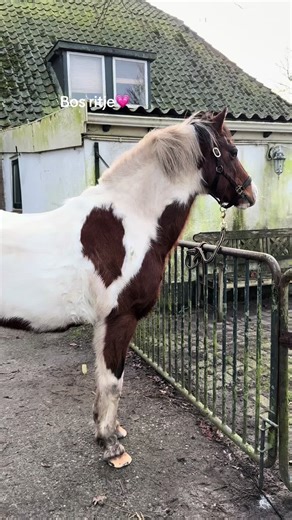 Oké hou erg echt niet van om voice overs te doen maar dacht omdat iedereen ook vraagt om stalvolgjrs dus ik het een keertje! Vinden jullie dit soort video’s leuk?en zou ik het vaker doen? En dan iets uitgebreider?#fy #voorjou