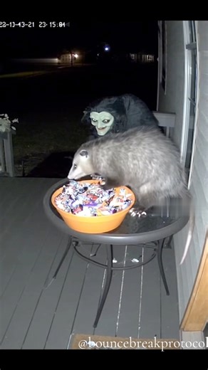 Possum caught grabbing some Halloween sweets! | Bounce Break Protocol