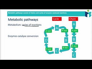 Metabolism and Enzymes (8.1.1 IB BIOLOGY HL)