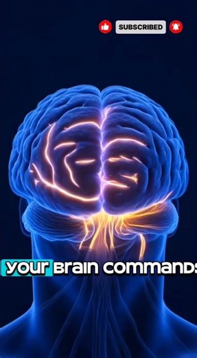 Explore The Dynamic Movements Inside Your Body #anatomyexplained #facts #bodymysteries