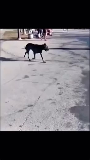 Mythical Post Pull on Instagram: "Mythical post pull 21 - Here are some of the weirdest and most unusual body pillows that aren’t widely known: 1. Giant Animal Body Pillows – These can range from sea creatures like whales and squids to more exotic animals like giant snakes, lizards, or even birds with oversized wingspans. 2. Food-Shaped Body Pillows – Think oversized sushi rolls, giant pizzas, or cartoonish hamburgers. These pillows transform everyday food into snuggly, plush versions. 3. Life-S