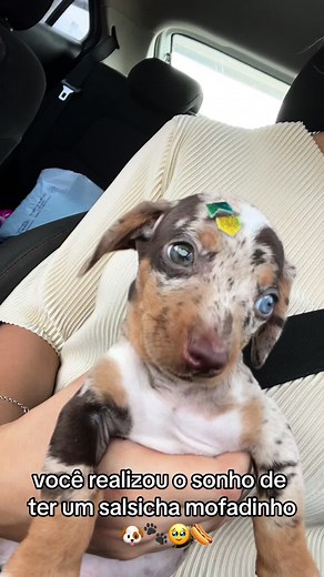 Joaquim, o Salsicha Mofadinho mais lindo do mundooo 🐶🐾🌭 #daschund #daschundsoftiktok #daschundpuppy #dog #dogsoftiktok #cachorro #salsichadog #cachorrosalsicha #cachorrosalsichinha #bassethound #basset