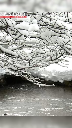 NHK WORLD-JAPAN on Reels