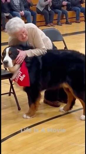 Dogs Know Best – Dogs Adopt Their Human Edition