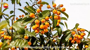 1.5K reactions · 12 comments | ✨Grain Buds (Chinese: #小满), the 8th...