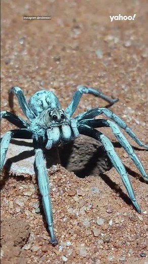 Moment wolf spider jumps out and scares ecologist on late night walk in Australia | #yahooaustralia