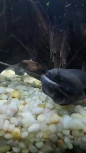 My Fish Swims Upside-down After I Dropped It On Concrete! #fish #fishtank | Fish With Tony Mustache