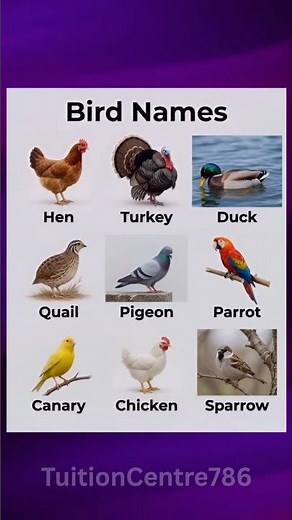Bird Vocabulary for Beginners | Common Bird Names in English 🐦📝