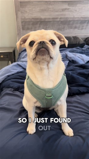 Sears Grumble on TikTok