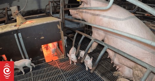 New farrowing crates rules at piggeries progress, amid undercover footage release