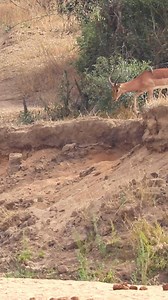 1.1M views · 5K reactions | Leopard Hides and Waits for Impalas to Step on it These impala were completely oblivious to a leopard using a river bank as cover to ambush them. Its camouflage worked so well, that one impala walked right past it, totally unaware of the danger. | Wild Tings | Facebook