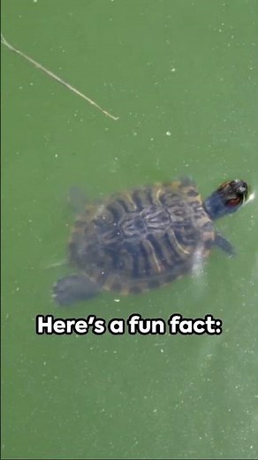 Eternal Turtles? The Unexpected Longevity of Red-Eared Sliders 🐢🔍