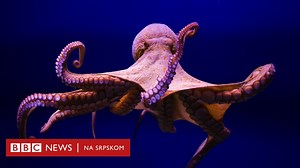 Svetski dan hobotnica: Deset neverovatnih činjenica o ovim životinjama - BBC News na srpskom