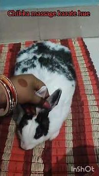 🐰 Relaxing Rabbit Massage Time,,🐇