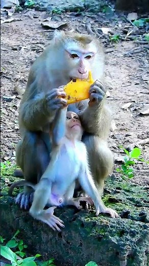 Best action of Lynx requ,ests eating fruit from Luna very brave and smart. #cute #cuteanimal
