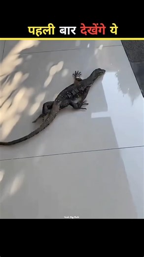 Why Is This Lizard Running Like This 🦎