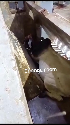 32K views · 203 reactions | Change room | Efrelyn Reyes | Facebook