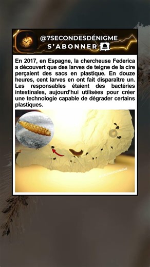 Ces larves qui digèrent le plastique