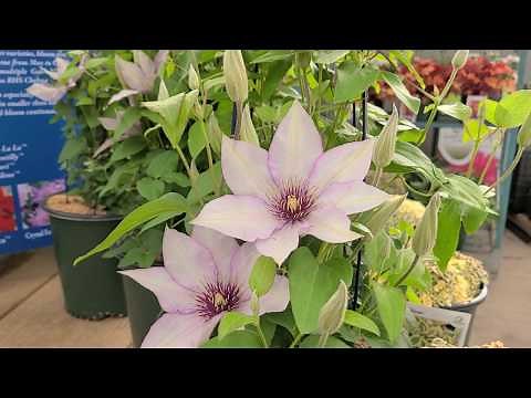 Clematis Samaritan Jo™ // LOVELY, unique soft lilac Vine part of the Raymond Evison™ collection