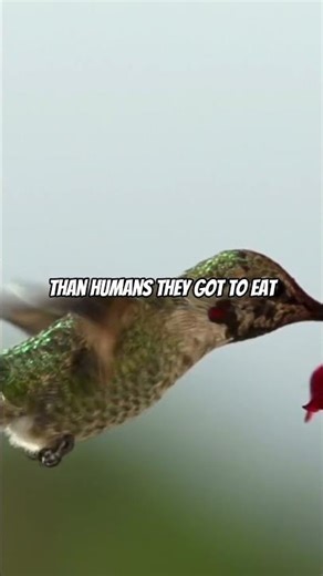 How Often do Hummingbirds Eat?