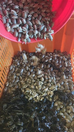 Sand Fleas are the BEST BAIT for SheepsHead and just about any fish will eat them if they find them. Got Sand Fleas, and Got Minnows 609-484-0409 #4thofJuly #sandfleas #molecrabs #sandcrabs #sheepshead #flounder | Absecon Bay Sportsman Center