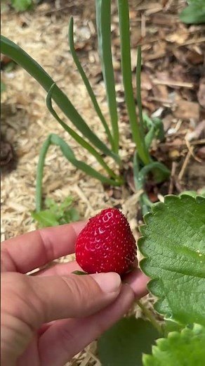 🍓Harvesting strawberries in the healthy vegetable garden