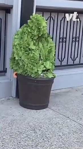 71K views · 302 reactions | Guess you could say these people got ambushed  #funny #prank #tree #jump #scary | VT | Facebook