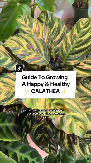 Calathea Care Tips for Thriving Indoor Plants