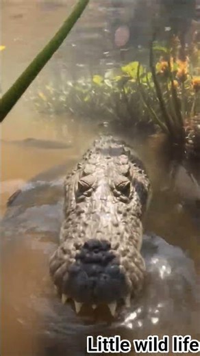POV: Life of a Crocodile — Above and Below the Water 🐊🌊#shorts#crocodile#pov#wildlife#nature
