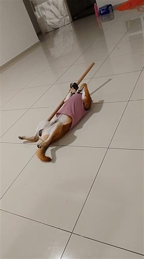 Yoga time 😂 🐶 #fypdog #dogshorts #fypyoutube #fypシ゚viral #doglife #doggielife