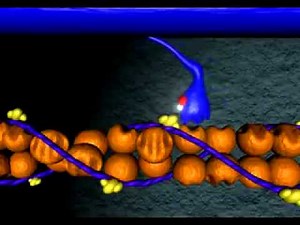 Calcium, Myosin, Muscle Contraction