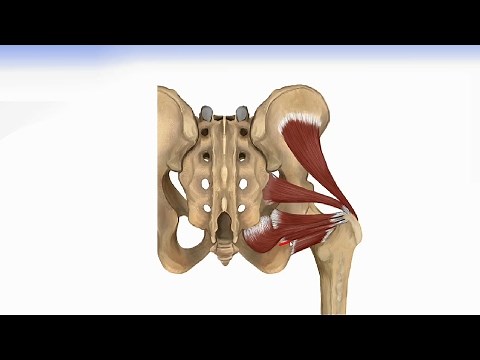 Hip Muscles - Lateral Rotator Group & Gluteus Muscles