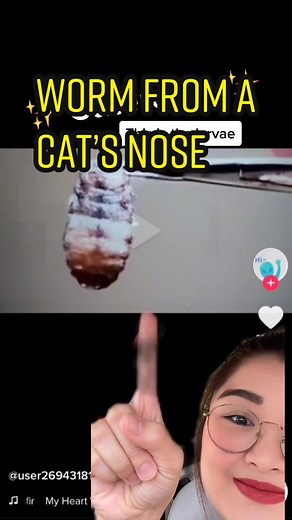 Worms Found in Cat's Nose: Understanding the Issue