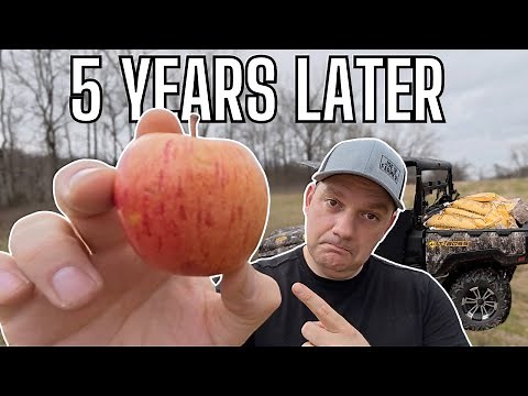 HAS FEEDING DEER MADE A DIFFERENCE? WHAT I'VE LEARNED AND OUR DETAILED PROCESS