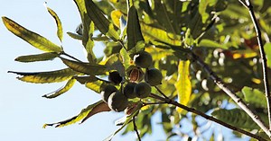 MACADAMIA - Gourmet de México: Vive el placer de la gastronomía.