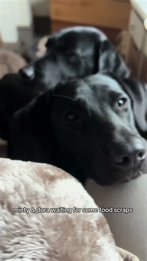 They’re always hungry lol #puppies #blacklab #blacklabradorsoftiktok #dog