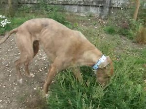 1K views · 101 reactions | The gorgeous MIKEY has arrived....He is a stunner !! xx | Lozzas Lurcher Rescue | Facebook