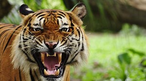 Man Jumps Into Tiger Enclosure In Chinese Zoo