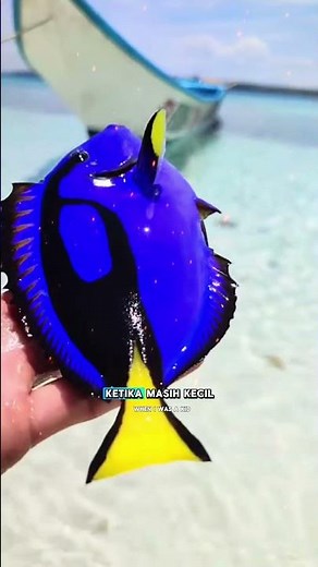 Paracanthurus hepatus fish (Dory from Finding Nemo) #facts #interestingfacts