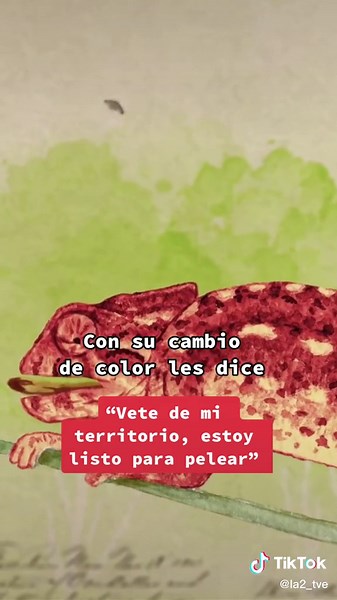 Camaleones: Cambios de Color y Comunicación