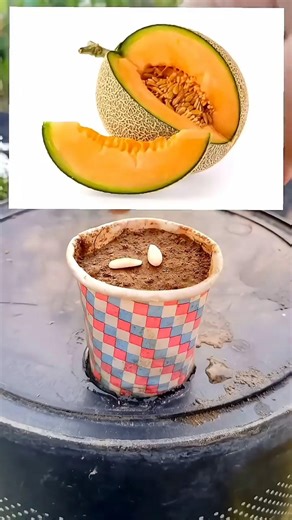 how to grow muskmelon from seeds #shortsfeed #youtubeshorts #vegetablegardening