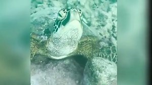 10K views · 449 reactions | WATCH NOW: Local photographer Charlotte Piho has captured calming footage of a sea turtle serenely blowing bubbles underwater, with one marine expert saying the turtle may be blowing bubbles to control its buoyancy. | Cook Islands News | Facebook