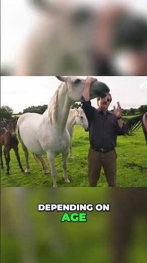 The Quiet Power of the Connemara Pony #shorts