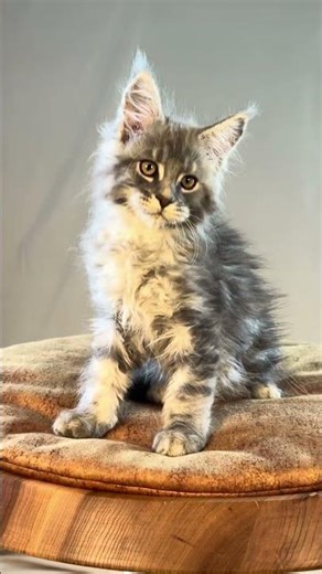 Adelina Maine Coon POLY Female