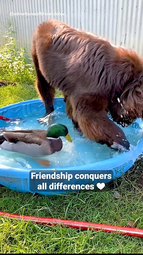 189K views · 6.2K reactions | 凉 ❤️ #unlikelyfriends #unlikelyanimalfriends | We Love Animals | Facebook