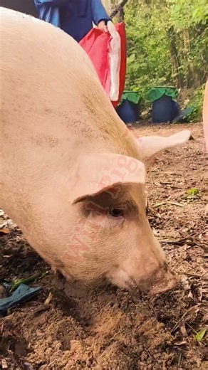 Pig Life in China #china #wildpig